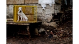 El dueño de un perro vencedor puede ganar hasta 2000 dólares.