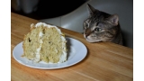 Gato mirando fijamente un pastel