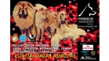 Belleza. XXXIX EXPOSICIÓN CANINA INTERNACIONAL (Zaragoza   España)