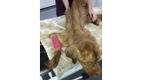 Elsa fue abandonada en la nieve (SWNS SOUTH WESTN NEWS SERVICE)