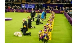 Durante el concurso  los perros deben estar en exhibición para los asistentes en el transcurso de la competencia.