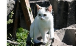 Pequeño gato callejero blanco