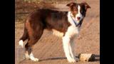 Border Collie. Destiny Red, foto gentileza de Émilie