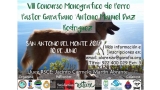 Belleza. VIII Concurso Monográfica del perro Pastor Garafiano (Santa Cruz de Tenerife   España)