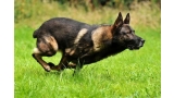 El perro policía Theo (Foto MEN)