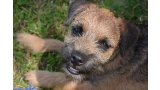 BORDER TERRIER