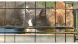 Entre 80 y 100 gatos son rescatados de una vivienda en un claro caso de acumulación de animales domésticos.