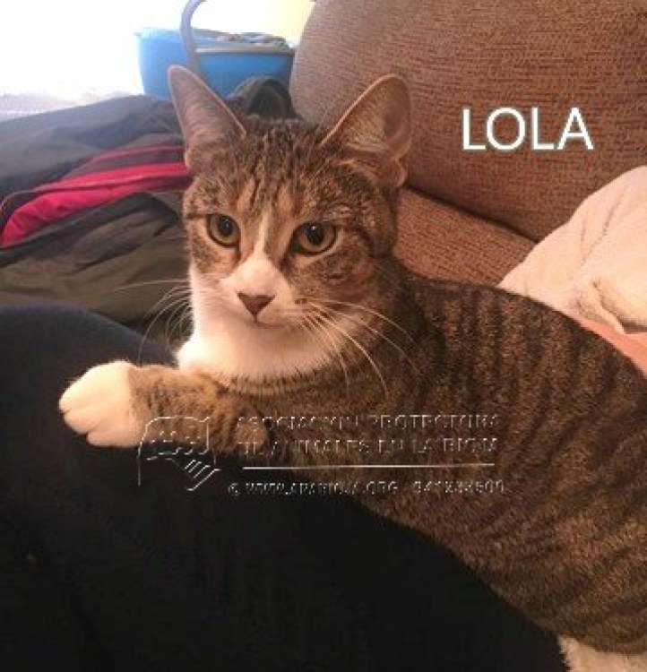 Lola. Gato en adopcion que busca casa.