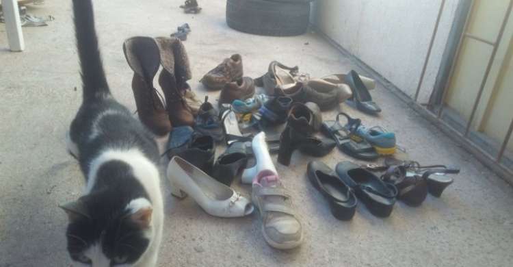 Dos gatos callejeros le dejan zapatos en forma de agradecimiento.