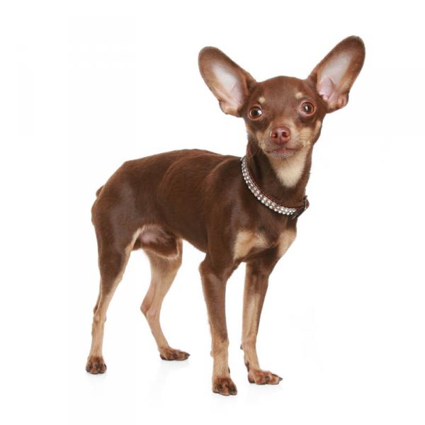 PETSmania - Russian Toy Terrier.