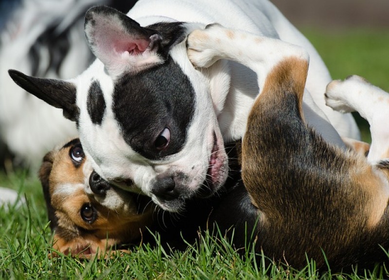 PETSmania - Un estudio revela que ha disminuido la esperanza de vida de los perros de pedigree.