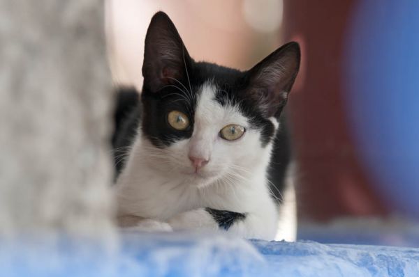 PETSmania - Gato Egeo blanco y negro
