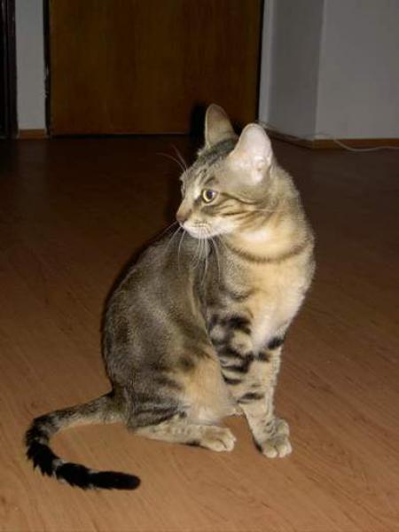 PETSmania - Gato  Sokoke sentado