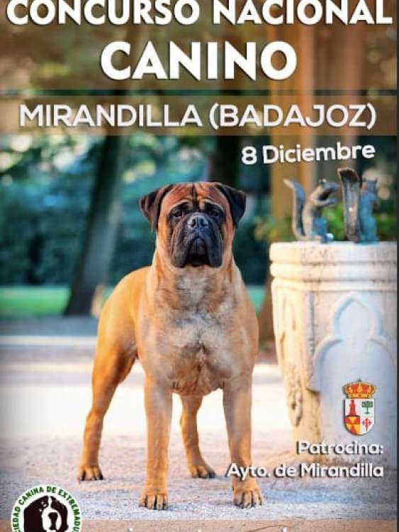 Belleza. Concurso Nacional Canino Mirandilla (Badajoz   España)