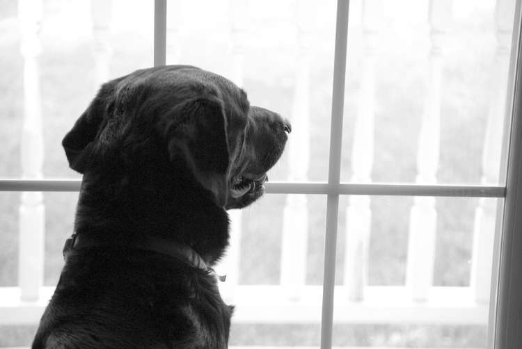 ¿Sabes como prevenir la ansiedad en tu perro cuando lo dejas solo? Perro mirando por la ventana