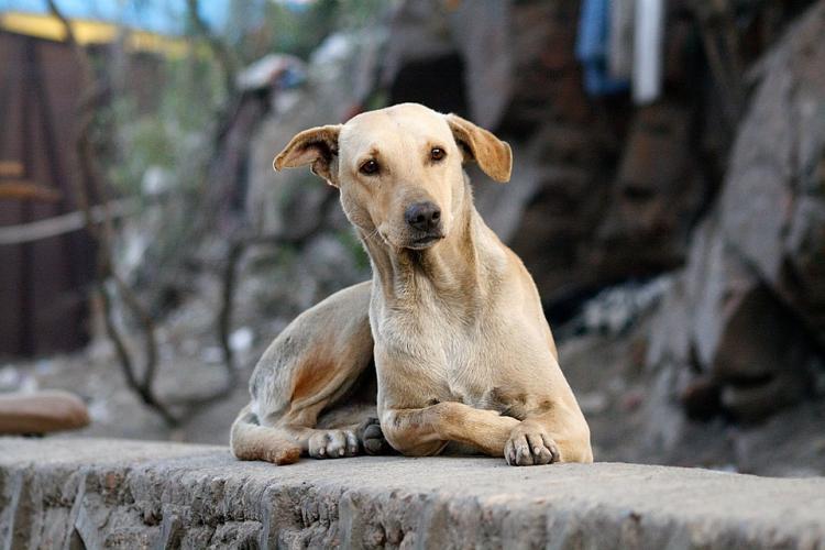 Perro basurero