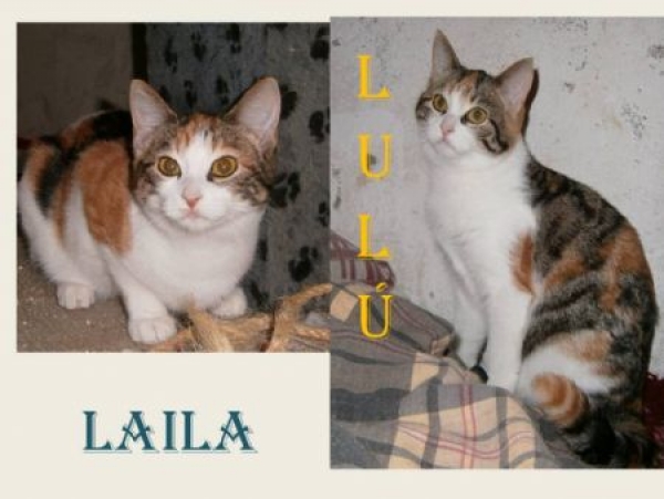 Laila y Lulu.  Gato en adopcion que busca casa.