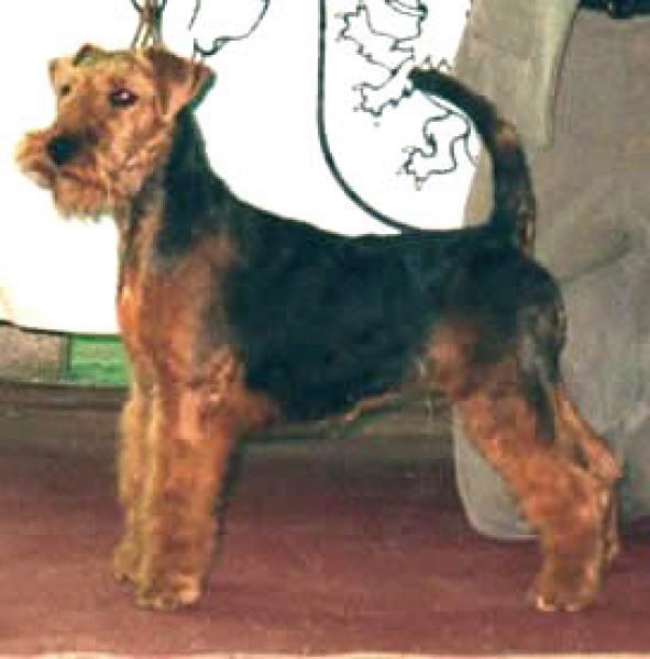 Welsh Terrier.  Ch. Tatinejos If The Suthern Point.